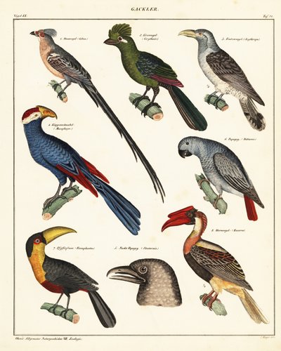 Variedades de aves.,1841 (litografía) de Unbekannter Künstler