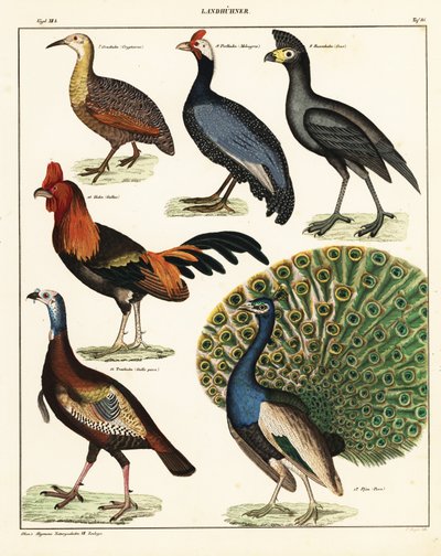 Variedades de aves. ,1841 (litografía) de Unbekannter Künstler