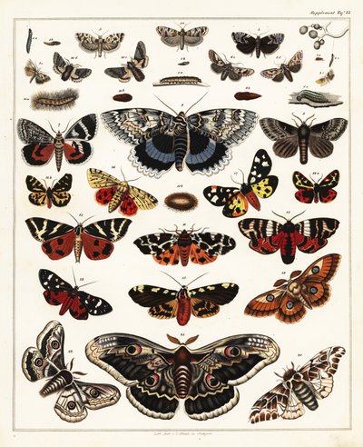 Variedades de mariposas, polillas, etc., 1841 (litografía) de Unbekannter Künstler