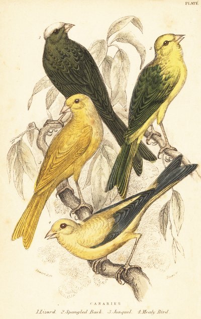 Variedades de canarios, Serinus canaria domestica.1889 (grabado) de Unbekannter Künstler