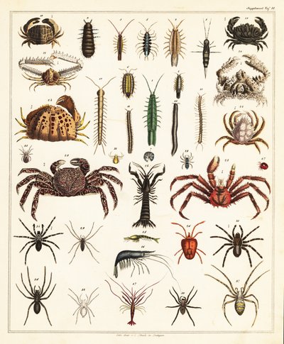 Variedades de cangrejos y arañas.,1841 (litografía) de Unbekannter Künstler