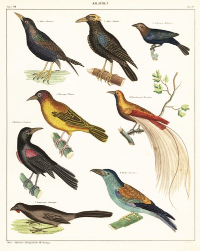 Variedades de aves exóticas. ,1841 (litografía) de Unbekannter Künstler