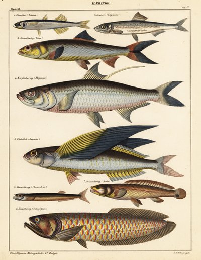 Variedades de peces, 1841 (litografía) de Unbekannter Künstler