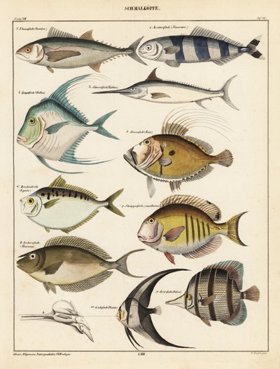 Variedades de peces, 1841 (litografía) de Unbekannter Künstler