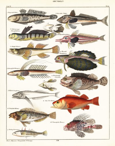 Variedades de peces, 1841 (litografía) de Unbekannter Künstler