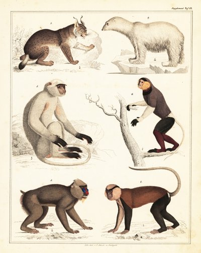 Variedades de mamíferos. ,1842 (litografía) de Unbekannter Künstler
