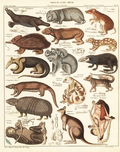 Variedades de marsupiales. ,1841 (litografía) de Unbekannter Künstler