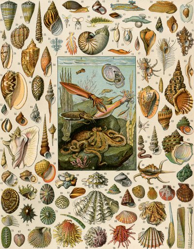 Variedades de moluscos, con vieiras, almejas, caracolas, caracoles y calamares. Litografía del siglo XIX. de Unbekannter Künstler