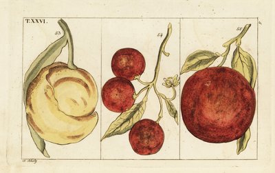 Variedades de naranjas. de Unbekannter Künstler