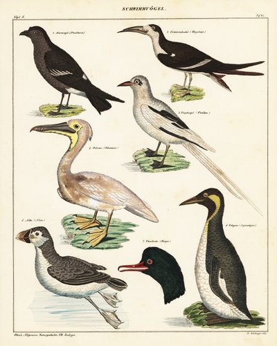 Variedades de aves marinas. ,1841 (litografía) de Unbekannter Künstler