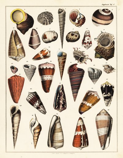 Variedades de conchas, moluscos.,1841 (litografía) de Unbekannter Künstler