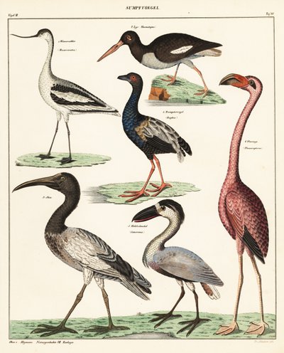 Variedades de aves zancudas. ,1841 (litografía) de Unbekannter Künstler