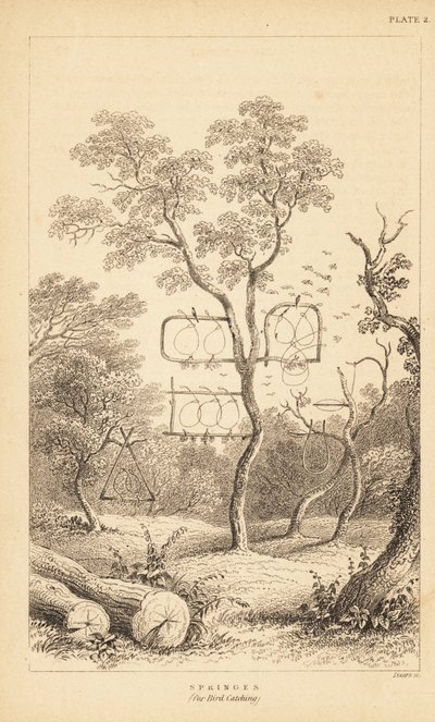 Variedades de trampas de alambre para la captura de aves. 1889 (grabado) de Unbekannter Künstler
