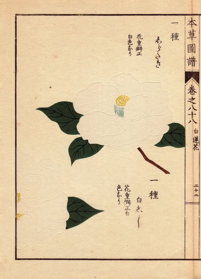 Variedad de camelias de Japón (Thea japonica Nois): Shirataki y Shiroshishi, con flores blancas. Eau forte en couleurs, xilografía de Kanen Iwasaki (1786-1842) botánico, entomólogo y zoólogo japonés, publicada en Honzo Zufu, en 1884, una guía ilustrativa. de Unbekannter Künstler