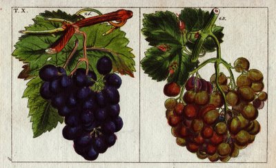 Variedad de uva: blanca y negra. de Unbekannter Künstler