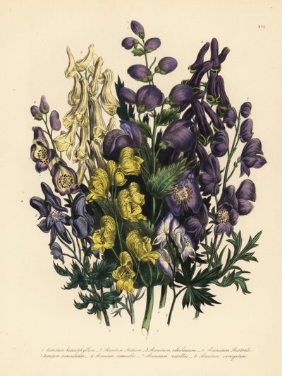 Acónito de hojas variadas, Aconitum heterophyllum, acónito amarillo, A. anthora, acónito amarillo pálido, A. ochroleucumum, acónito púrpura de los Cárpatos, acónito paniculado, A. paniculatum, A. versicolor, acónito común, A. napellus, y A. variegatum. Han de Unbekannter Künstler