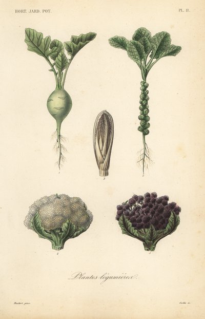 Vegetales, Plantes legumieres de Unbekannt