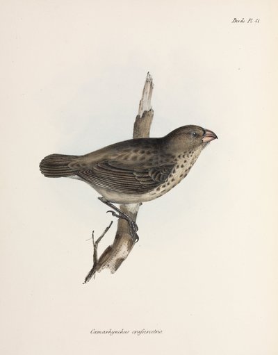 Pinzón vegetariano, Islas Galápagos, c. 1832-1836 de Unbekannt