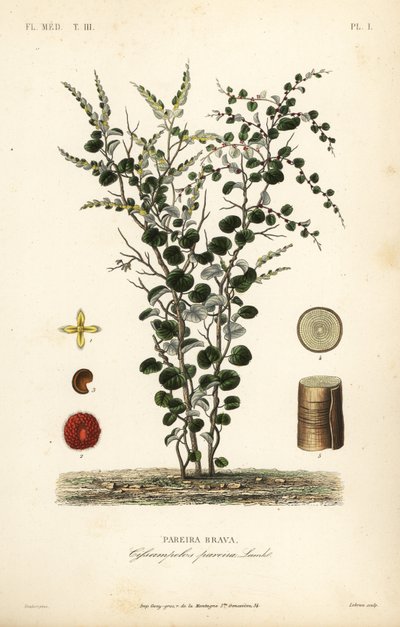 Hoja de terciopelo o abuta, Cissampelos pareira de Unbekannt