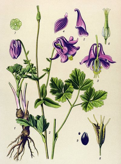 Planta venenosa (tóxica): Ancolia común (Aquilegia vulgaris) de Unbekannter Künstler