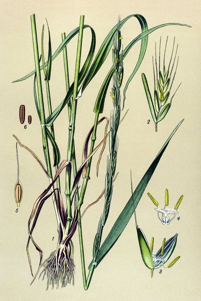 Planta venenosa (tóxica): tamo intoxicante (Lolium temulentum) de Unbekannter Künstler