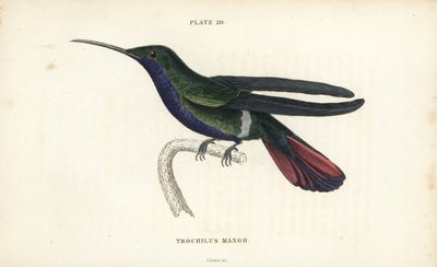 Mango veraguan, Anthracothorax veraguensis (Colibrí mango, Trochilus mango). Grabado en acero coloreado a mano por William Lizars de la Naturalist