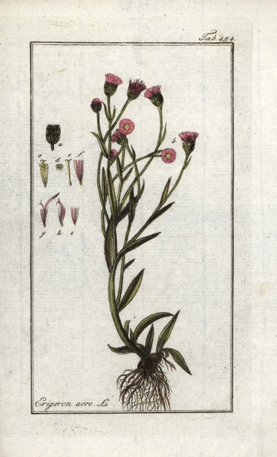 Vergerette acre (Erigeron acris). Litografía de "Picture of Artseny-Gewassen" de Johannes Zorn (1739-1799), Países Bajos. de Unbekannter Künstler