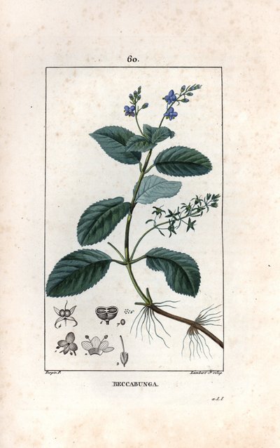 Veronique des ruisseaux ou cress de cheval ou salad de chouette - Grabado de Lambert fils, a partir de un dibujo de Pierre Jean Francois Turpin (1775-1840), extraído de La flore medicale, de Chaumeton, Poiret et Chamberet, París 1830 - Brooklime o lanza eu de Unbekannter Künstler