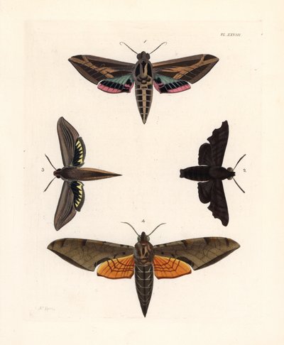 Polilla esfinge de la vid, Eummorpha vitis 1, esfinge lúgubre, Enyo lugubris 2, esfinge tersa, Xylophanes tersa 3, y esfinge estriada, Proambulyx strigilis 4. Litografía coloreada a mano de la nueva edición de John O. Westwood de "Illustrations of Exotic E de Unbekannter Künstler