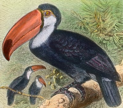 Visitar la sección de aves de un parque zoológico de Unbekannter Künstler