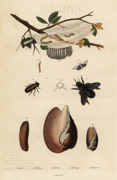 Voluta, escarabajo, abeja carpintera y polilla. de Unbekannter Künstler