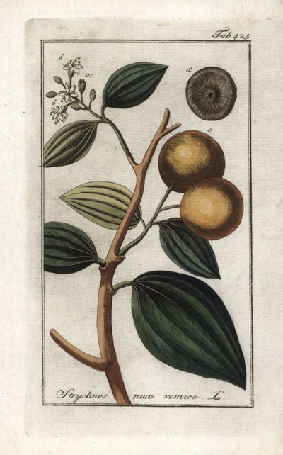 Vomiker (Strychnis nux-vomica). Litografía de "Afbeelding der Artseny-Gewassen" de Johannes Zorn (1739-1799), Países Bajos. de Unbekannter Künstler