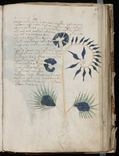Manuscrito Voynich folio 56r, c.1500 (tinta sobre pergamino) de Unbekannt
