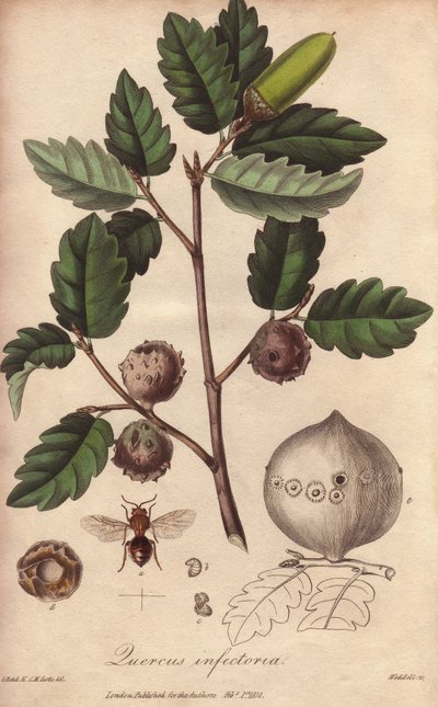 Roble de Gales (Quercus infectoria) - Agua fuerte de William Clarke para ilustrar "Medical Botanical, Description of the Medicinal Plants of London, Edinburgh and Dublin" de John Stephenson y James Morss Churchill, publicado en Londres por John Churchill e de Unbekannter Künstler