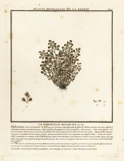 Wall-rue, Asplenium ruta-maria. de Unbekannter Künstler