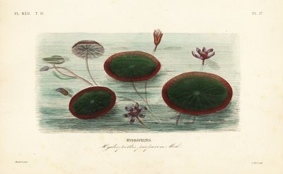 Escudo de agua, Brasenia schreberi, Hydropeltis purpurea, Hydropeltis de Unbekannt