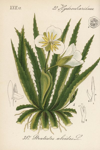 Aloe acuático - Soldado acuático, Stratiotes aloides. Litografía coloreada a mano de la Flora alemana (Flora von Deutschland) de Diederich von Schlechtendal, Jena. de Unbekannter Künstler