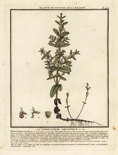 Germander de agua, Teucrium scordium. de Unbekannter Künstler