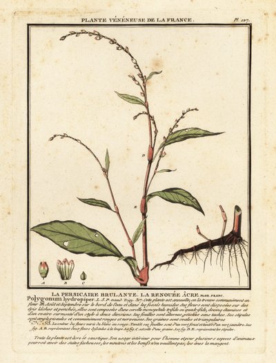 Pimienta de agua, Persicaria hydropiper. de Unbekannter Künstler