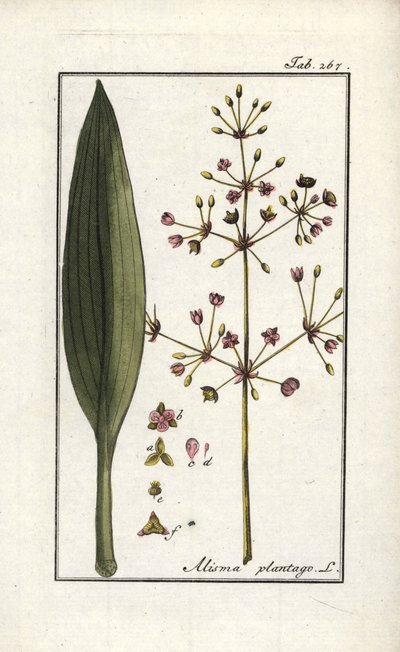 Llantén de agua (Alisma plantago-aquatica). Litografía del "Afbeelding der Artseny-Gewassen" (herbario de plantas medicinales) de Johannes Zorn (1739-1799), Países Bajos. de Unbekannter Künstler