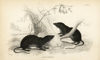 Musaraña de agua, Neomys fodiens (Sorex remifer, Sorex fodiens). Grabado en acero coloreado a mano por Lizars a partir de una ilustración de James Stewart de William Jardine