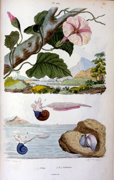 Caracol de agua; ilustración botánica y zoológica de F. E. Guérin. Del Dictionnaire pittoresque d