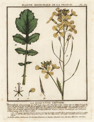 Rúcula de hojas de berro, Erucastrum nasturtiifolium. de Unbekannter Künstler