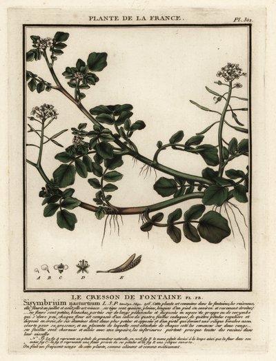 Berros, Nasturtium officinale. de Unbekannter Künstler