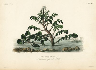Berro o berro amarillo, Nasturtium officinale, Berro de fuente de Unbekannt
