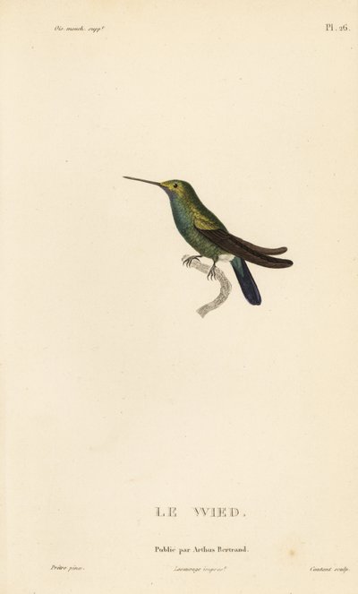 Colibrí de Wed o de Neuwied, Trochilus cyanogenys u Ornismya wiedii. Grabado en acero coloreado a mano por Coutant a partir de una ilustración de Jean-Gabriel Pretre de la obra de René Primevere Lesson Natural History of the Colibri Genus of Hummingbirds. de Unbekannter Künstler