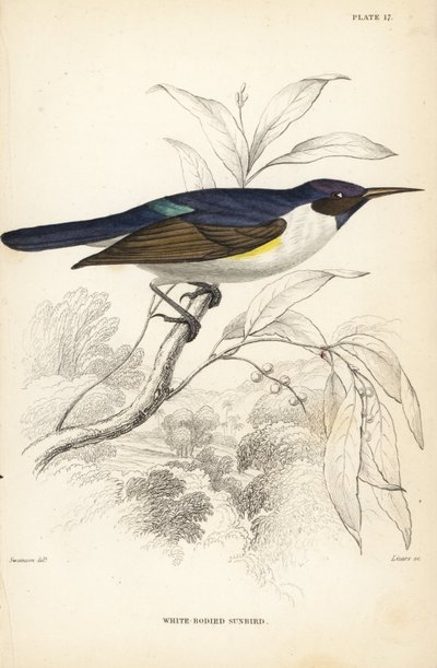 Pájaro luna, Anthreptes longuemarei (Pájaro luna de cuerpo blanco, Anthreptes leucosoma). Grabado en acero coloreado a mano por William Lizars según William Swainson de la Naturalist