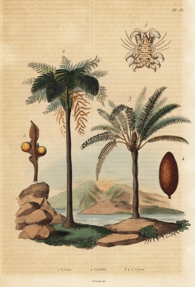 Piojo de ballena, Cyamus ovalis 1, helecho arbóreo de las Indias Occidentales, Cyathea arborea 2, y palma de sagú japonesa, Cycas revoluta 3-5 de Unbekannt