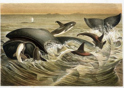 Ballenas y orcas, ilustradas en color por W. Kuhnert en “Vida de los Animales” por A. E. Brehm, edición de 1893 de Unbekannt