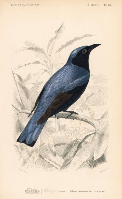 Drongo de vientre blanco, Dicrurus caerulescens. Grabado coloreado a mano por Fournier a partir de una ilustración de Edouard Travies del Dictionnaire Universelle d